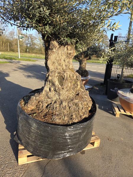 Olivenbaum Hojiblanca  250 cm -  ( 200 - 250 Jährig) mit super dickem knorrigem Stamm Nr.90